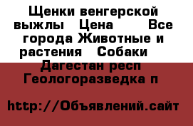 Щенки венгерской выжлы › Цена ­ 1 - Все города Животные и растения » Собаки   . Дагестан респ.,Геологоразведка п.